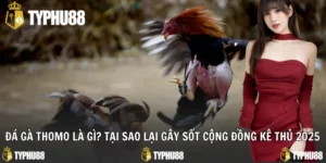 Đá gà Thomo