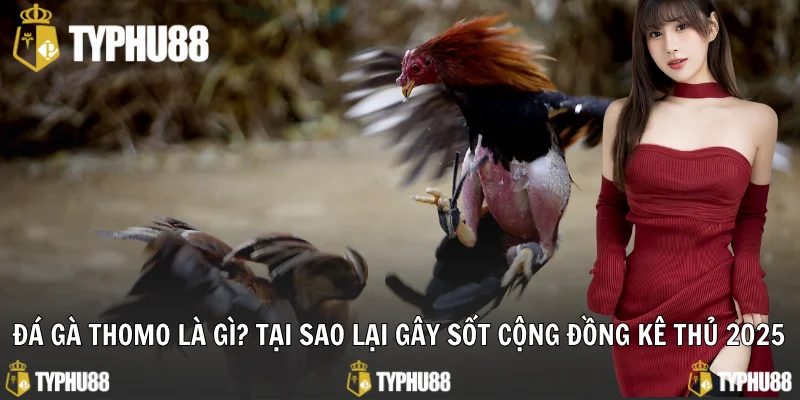 Đá gà Thomo